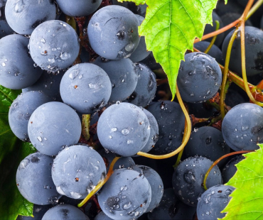 Чёрный виноград со скидкой до 60%