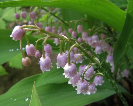 Ландыш Rosea 1 шт. – купить в питомнике Гарден Класс