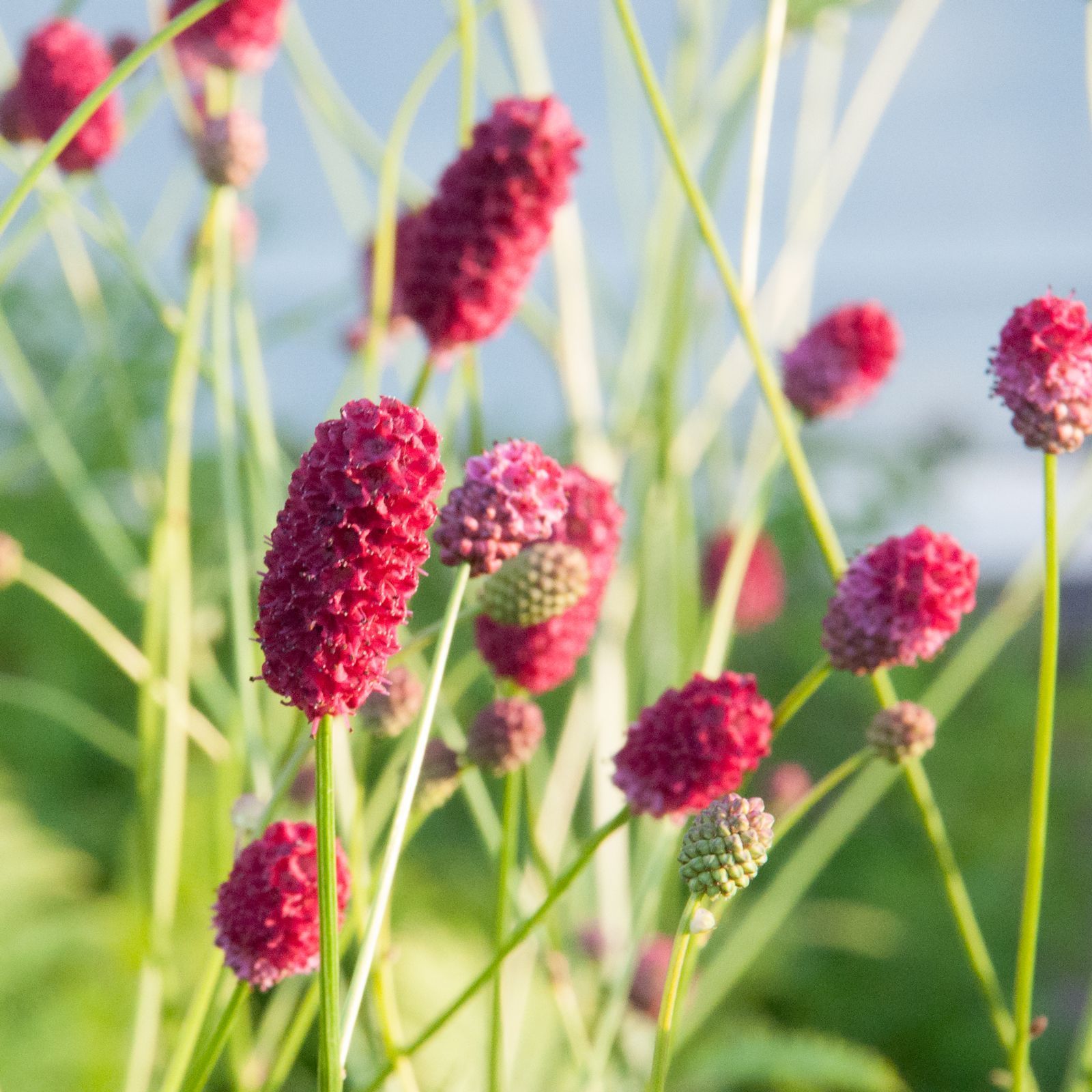 Кровохлебка. Кровохлебка лекарственная (Sanguisorba officinalis). Кровохлебка Танна. Officinalis ’Tanna’кровохлебка. Кровохлебка лекарственная (Sanguisorba officinalis `Tanna`).