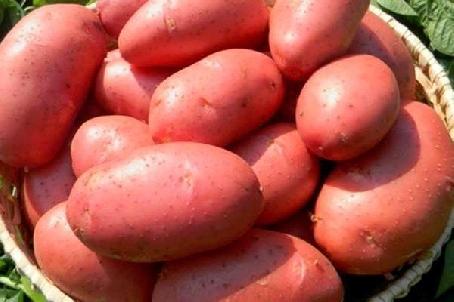 Картофель Краса – купить в питомнике Гарден Класс