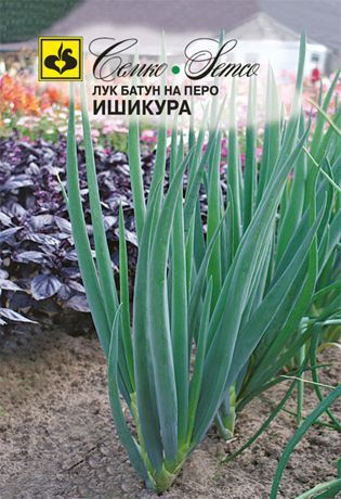 Лук батун Ишикура, семена – купить в питомнике Гарден Класс