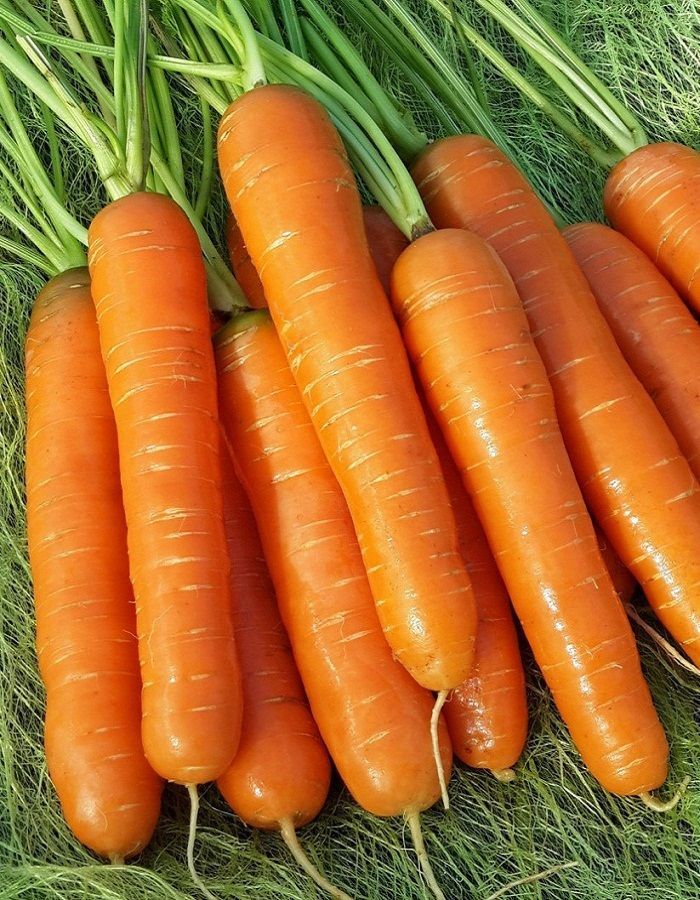 Как обеспечить хороший урожай моркови