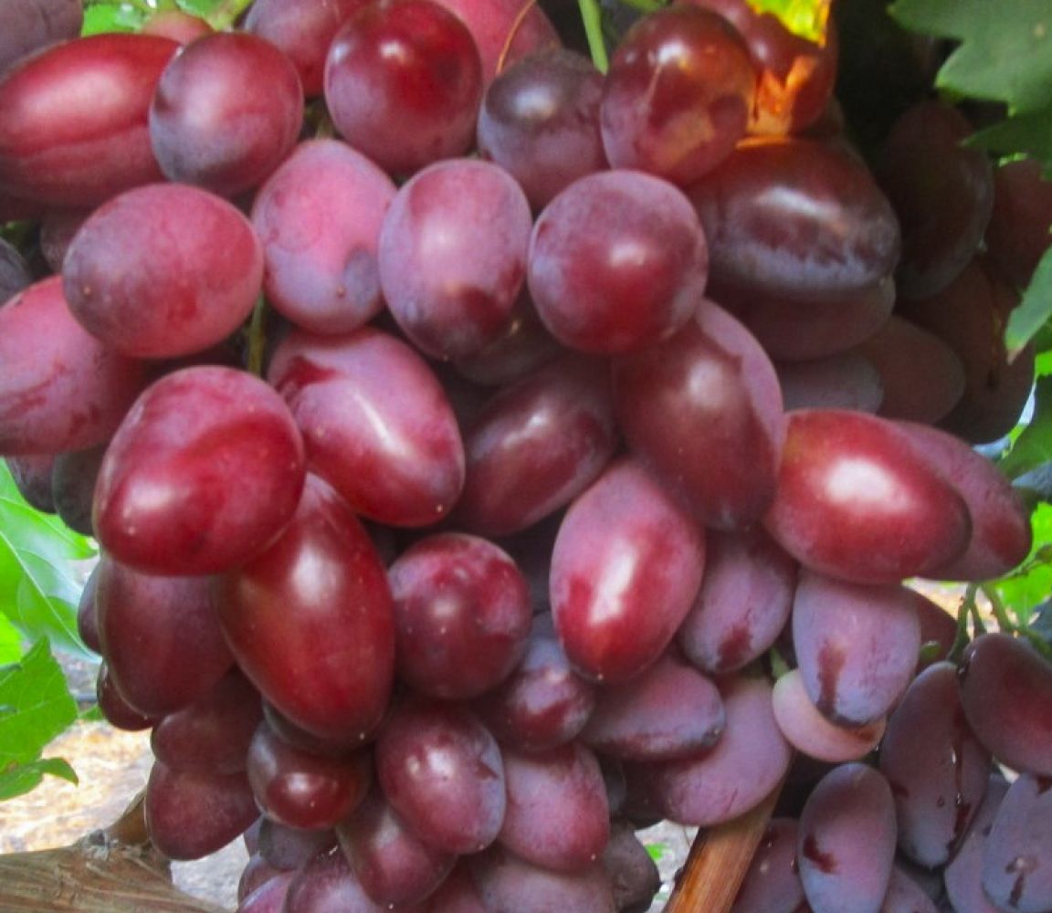 Шахиня ирана сорт винограда фото и описание