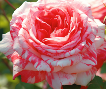 Розы Флорибунды со скидкой до 65%