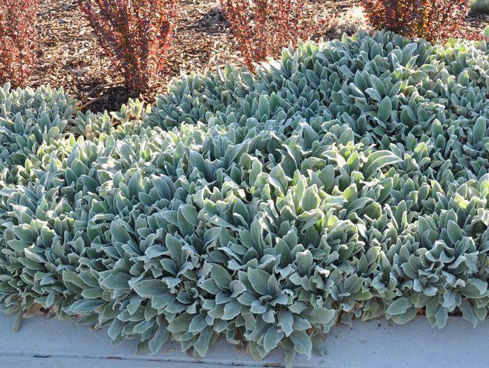 Стахис Silver Carpet 1 шт. – купить в питомнике Гарден Класс