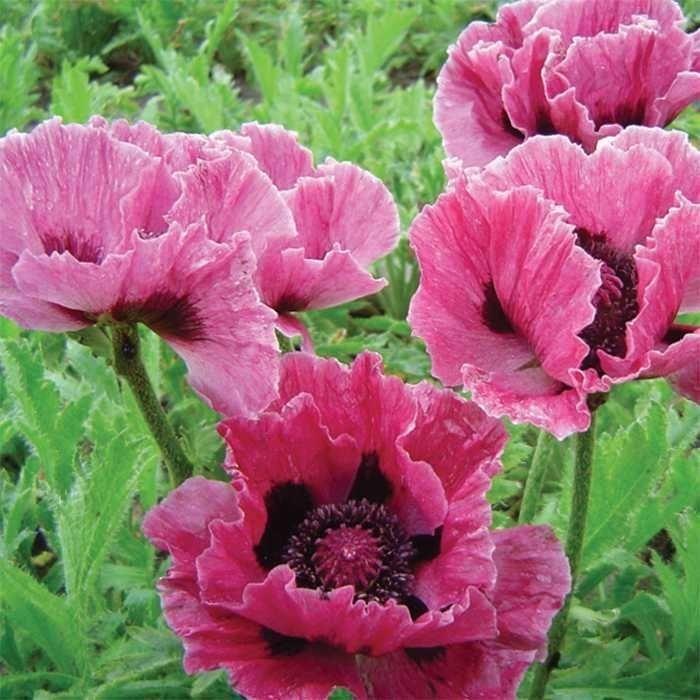 Мак декоративный pink pearl. Мак папавер. Мак Восточный (Papaver orientale). Мак Восточный (Papaver orientale l.). Папавер Мак садовый пионовидный.