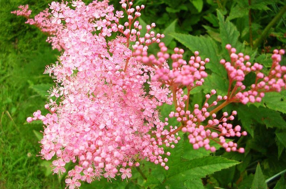 Лабазник Венуста (Filipendula rubra Venusta) купить в royaldschool8pk.ru