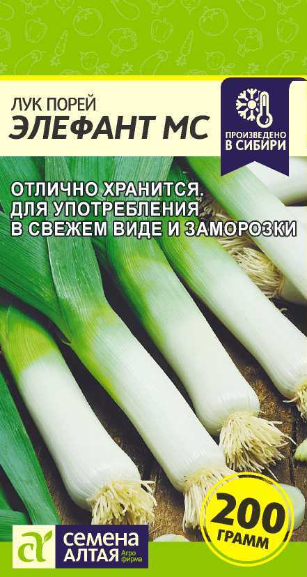 Лук порей Элефант МС, семена – купить в питомнике Гарден Класс