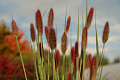 Пеннисетум Red Bunny Tails