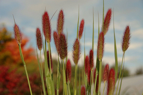 Пеннисетум Red Bunny Tails