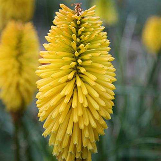 Книфофия Bees Lemon 1 шт.