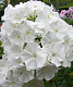 Флокс White Sparr 1 шт.