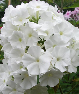 Флокс White Sparr 1 шт.