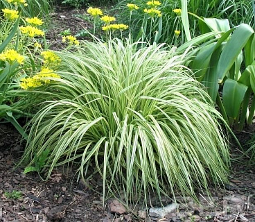 Молиния Variegata