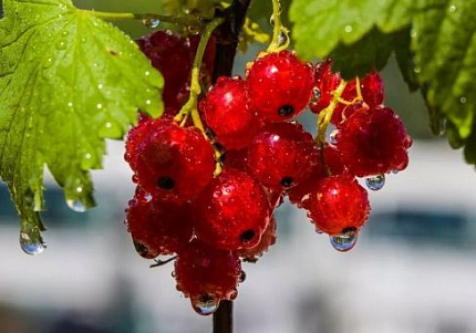 Купить саженцы смородины питомник Гарден Класс – доставка почтой, СДЭК
