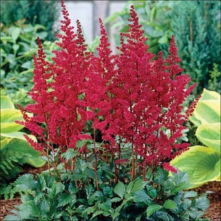 Астильба Burgundy Red 1 шт.