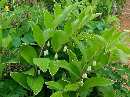 Купена Variegatum 1 шт.