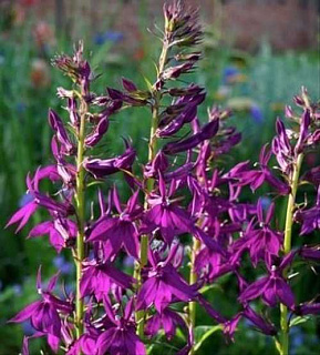 Лобелия Hadspen Purple 1 шт.