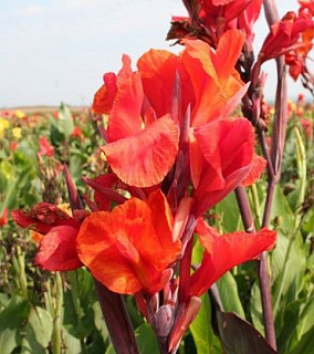 Канна Red King Humbert 1 шт.