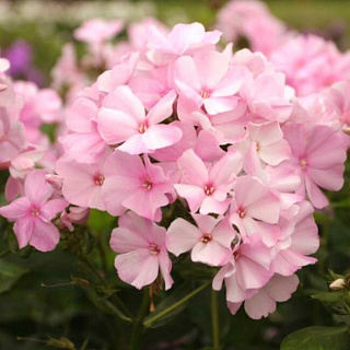Флокс Pinky Hill 1 шт.
