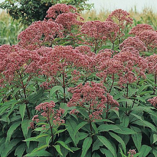 Эупаториум Atropurpureum 1 шт.