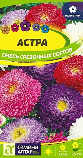 Астра Смесь срезочных сортов, смесь окрасок