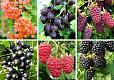 Комплект из ягодных кустарников 8 кустарников