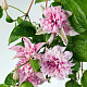Клематис Multi Pink