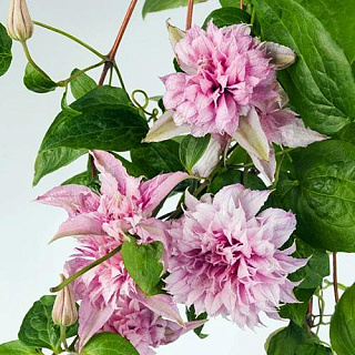Клематис Multi Pink