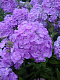 Флокс David's Lavender (niet voor USA) 1 шт.