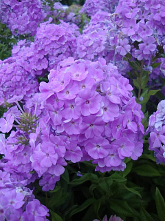 Флокс David's Lavender (niet voor USA) 1 шт.
