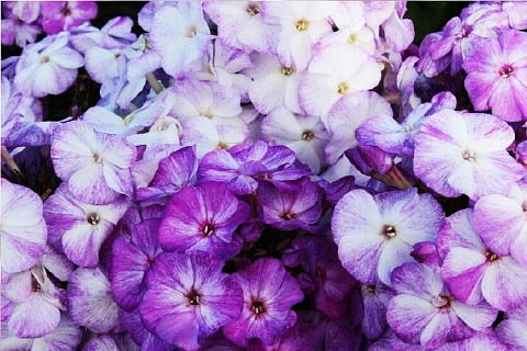 Флокс Freckle Blue Shades ® Trademark 1 шт.