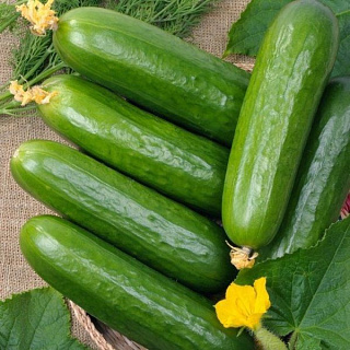 Огурец Братец Иванушка, семена