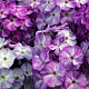 Флокс Freckle Purple Shades ® Trademark 1 шт.
