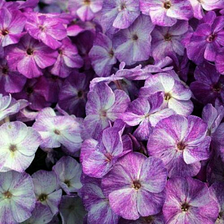 Флокс Freckle Purple Shades ® Trademark 1 шт.