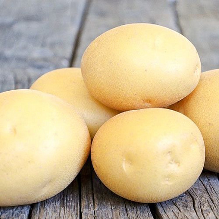 Купить клубни семенного картофеля питомник Гарден Класс – доставка ...