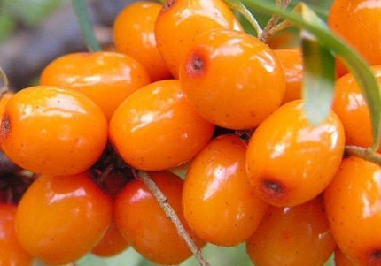 Купить саженцы облепихи питомник Гарден Класс – доставка почтой, СДЭК