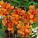 Канна Orange Perfection 1 шт.