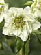 Морозник Double Ellen White ® Trademark 1 шт.