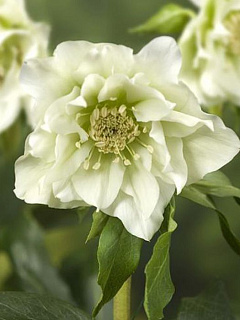 Морозник Double Ellen White ® Trademark 1 шт.