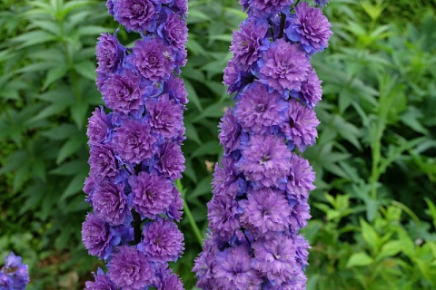Дельфиниум Highlander Lilac Sensation PBR 1 шт.