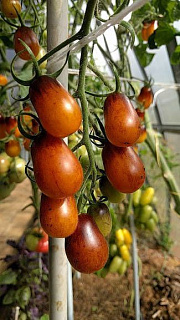 ТОМАТ СЛИВОВАЯ КАПЛЯ