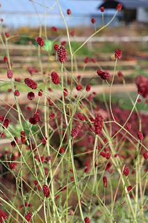 Кровохлебка Cangsham Cranberry 1 шт.