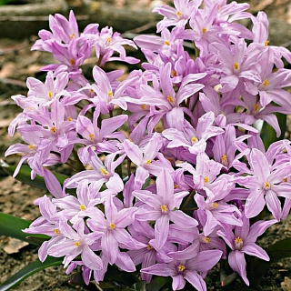 Хионодокса Роуз Куин, 10 шт