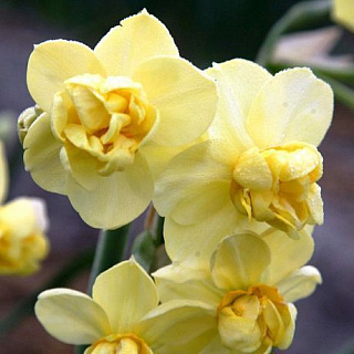 Нарцисс Йеллоу Чирфулнесс, (мнгцв.махр.) 8 шт
