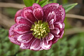 Морозник Winter Emotions Triple Pink ® Trademark 1 шт.