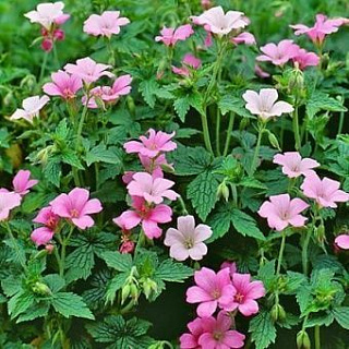 Герань Wargrave Pink 1 шт.